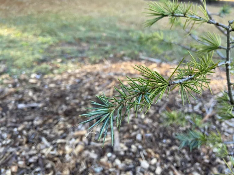Cedrus deodara 'Bush's Electra' Brookgreen